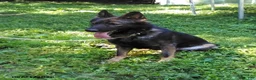 German Shepherd dogs for sale: Mo - Ad 4