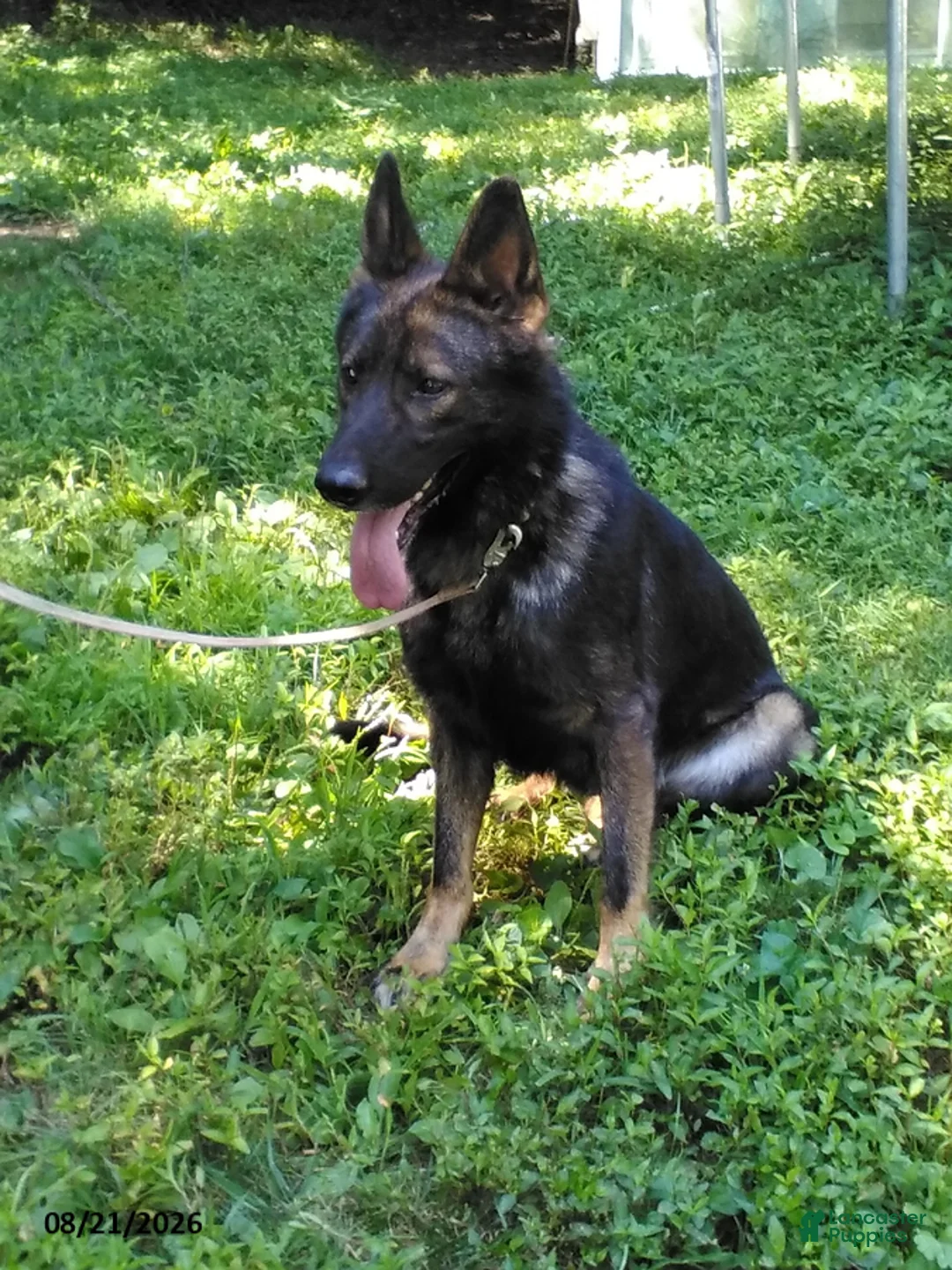 German Shepherd dogs for sale: Mo - Ad 4