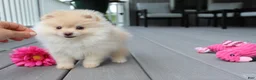 Pomeranian dogs for sale: Cassie - Ad 11