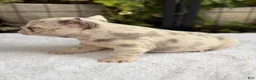 French Bulldog dogs for sale: Dahlia - Ad 3
