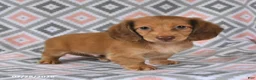 Dachshund dogs for sale: Pebbles - Ad 5