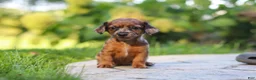 Mixed Breed dogs for sale: Zoey - Ad 3