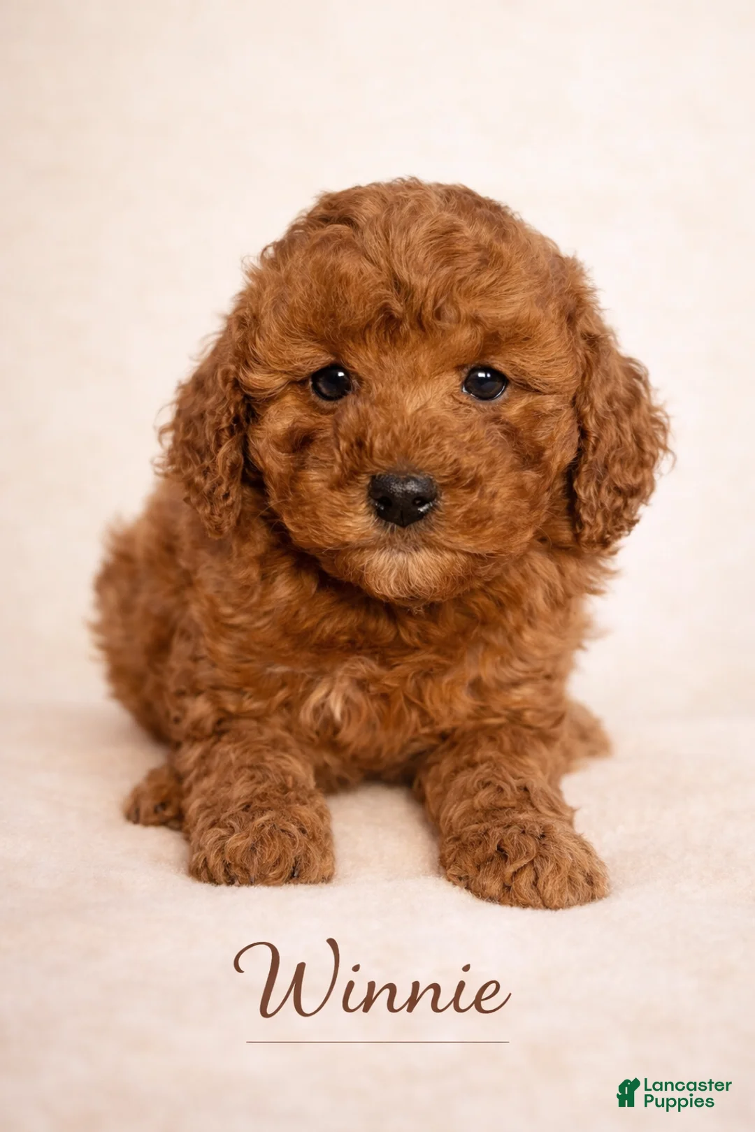 Mini Goldendoodle dogs for sale: Winnie - Ad 1