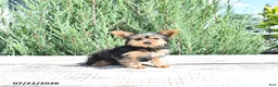 Yorkshire Terrier dogs for sale: Bella   - Ad 4