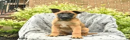 Belgian Malinois dogs for sale: Tigger - Ad 3