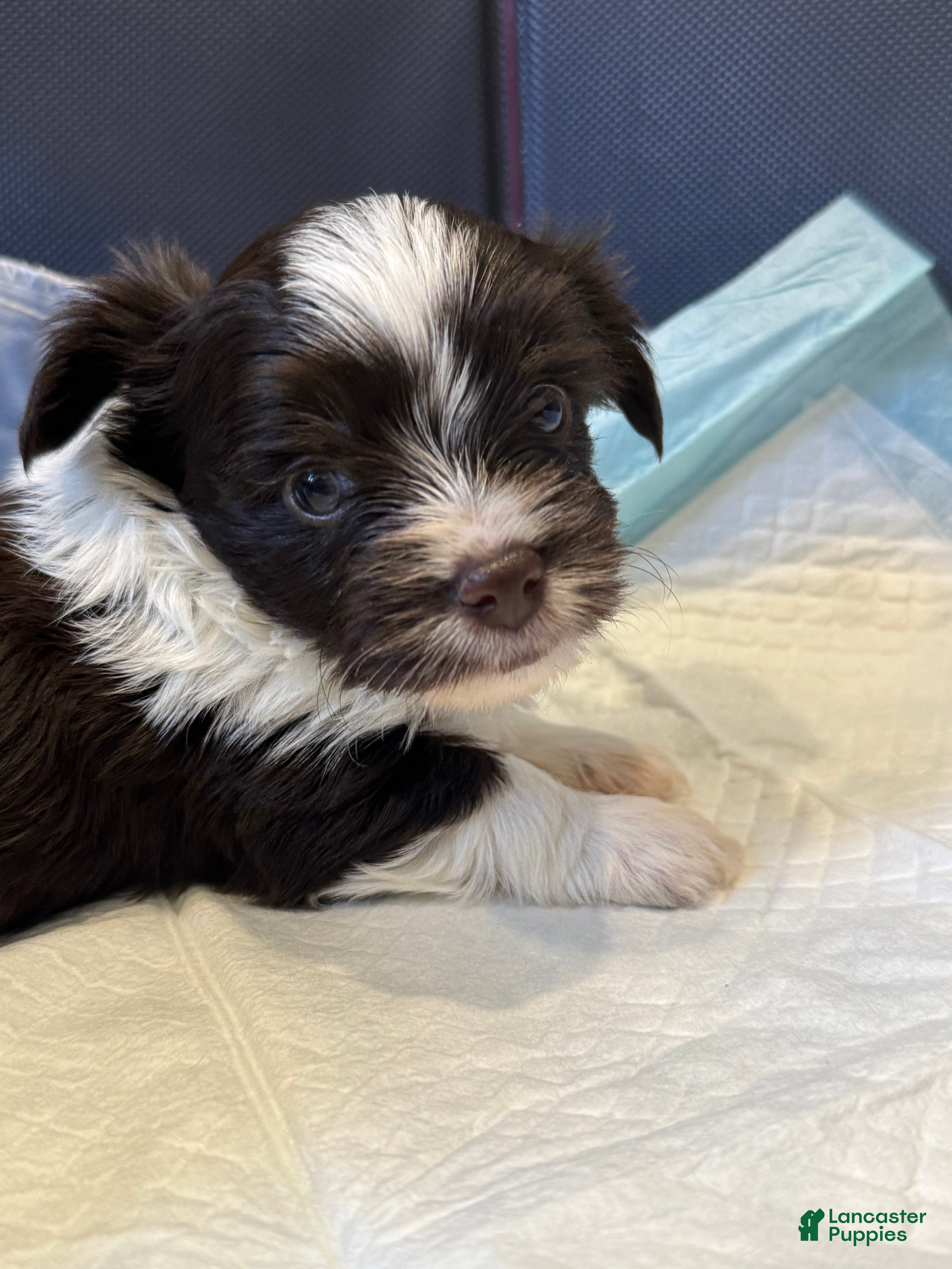 Yorkshire Terrier dogs Yorkshire Terrier 3 - Ad 1