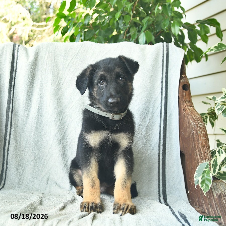German Shepherd dogs Gus  - Ad 1