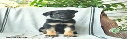 German Shepherd dogs for sale: Gus  - Ad 1