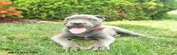 Cane Corso dogs for sale: Lily  - Ad 4
