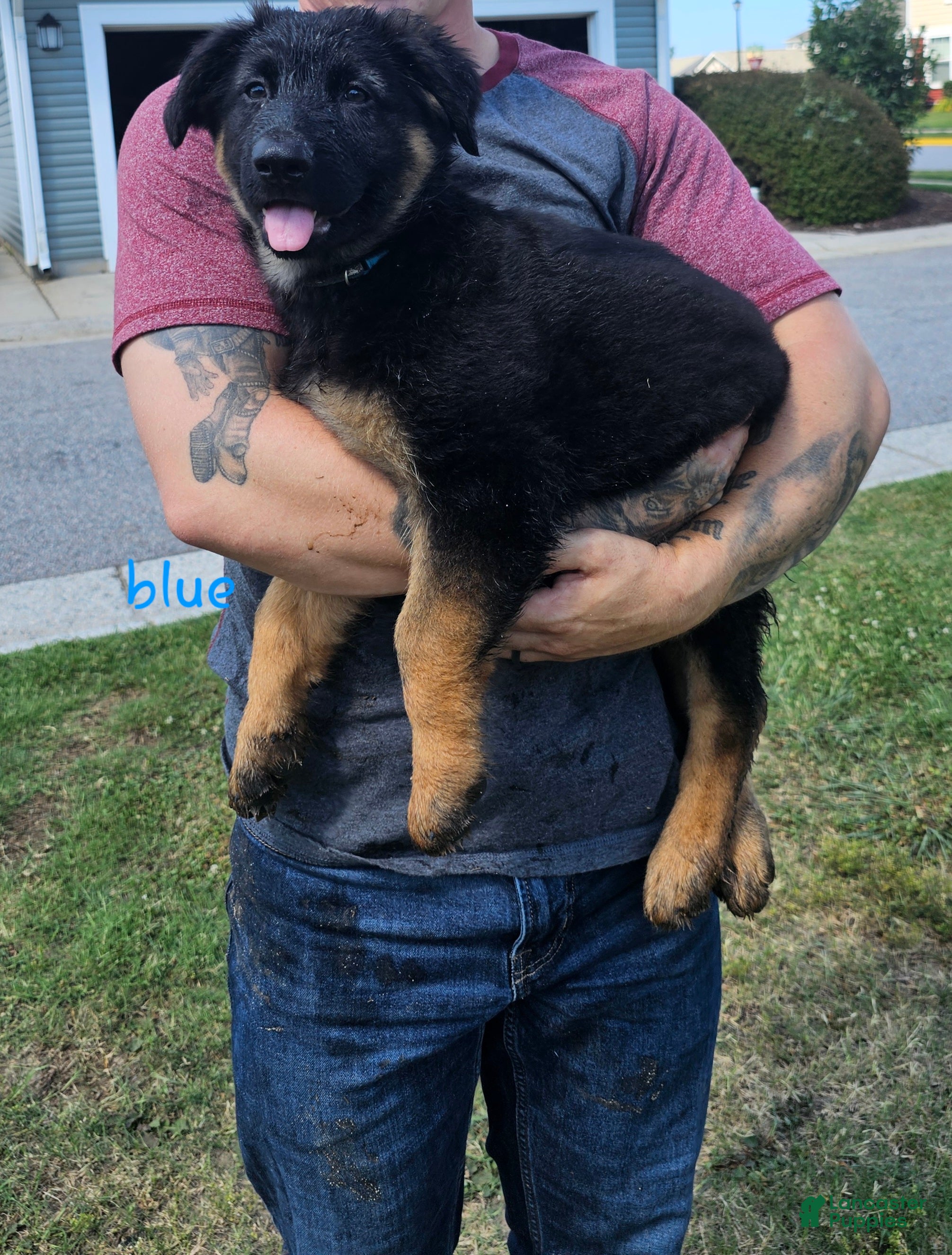 German Shepherd dogs German Shepherd  puppys  - Ad 1