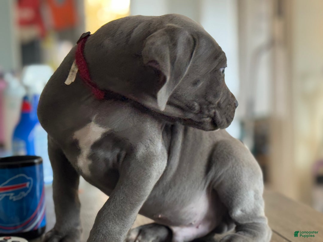 Cane Corso dogs for sale: Cane Corso Puppy 1 - Ad 2