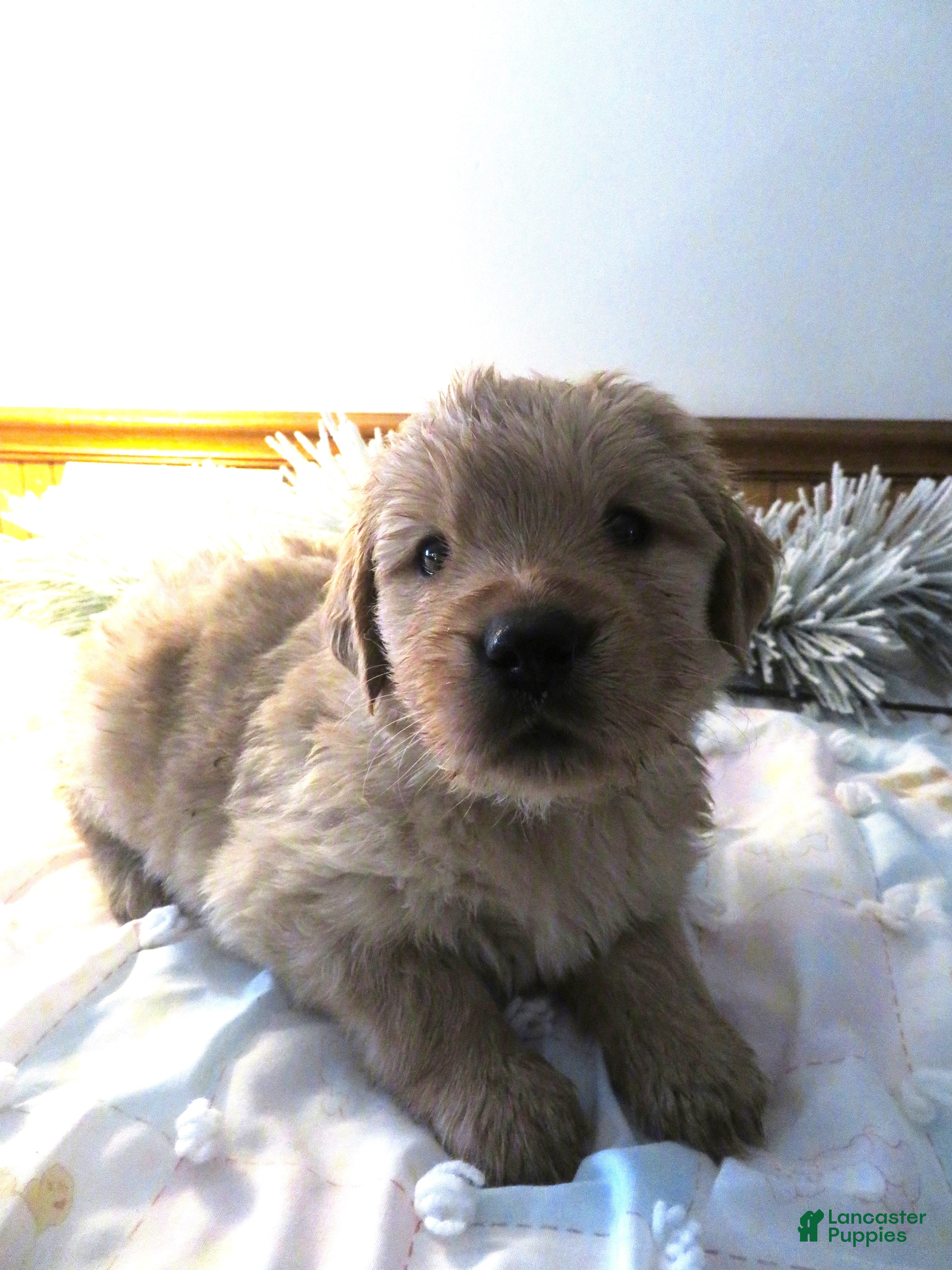 Golden Retriever dogs LINCOLN - CHAMPION LINE - Ad 15