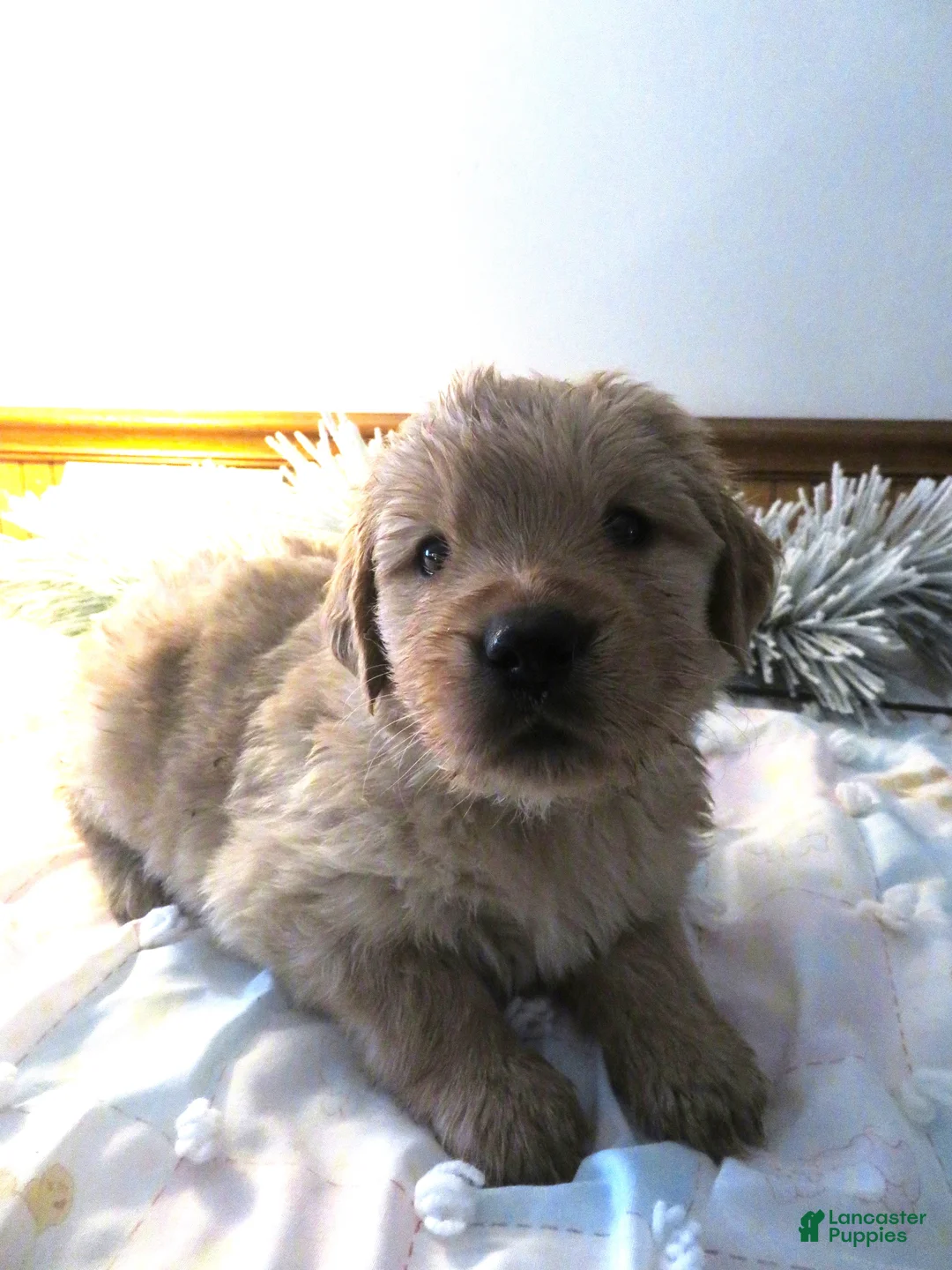 Golden Retriever dogs for sale: LINCOLN - CHAMPION LINE - Ad 1