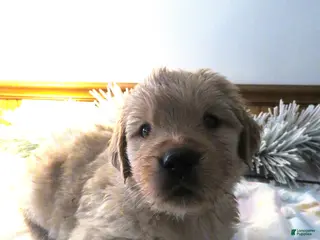 Golden Retriever dogs LINCOLN - CHAMPION LINE - Ad 15