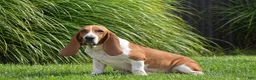 Basset Hound dogs for sale: Leanne - Ad 6