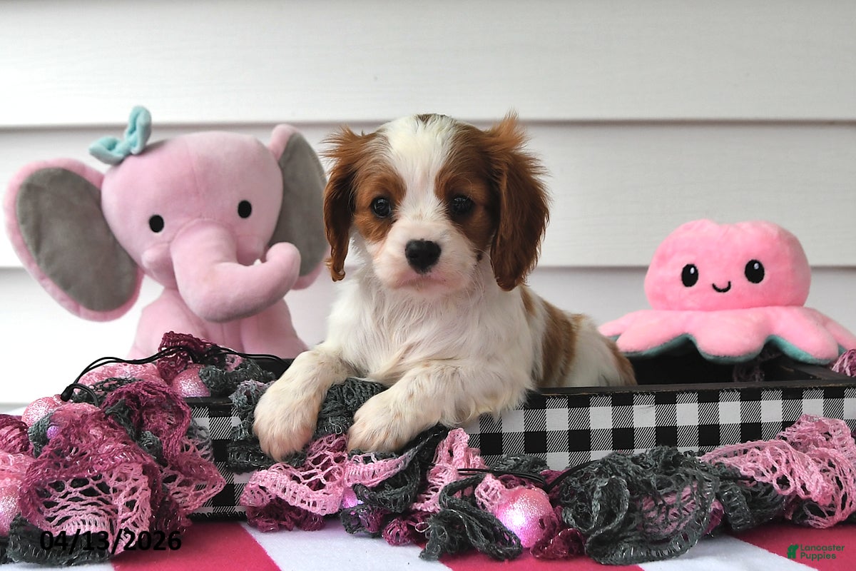 Cavalier King Charles Spaniel dogs Paige - Ad 2
