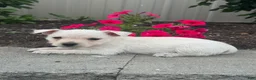 West Highland Terrier dogs for sale: Wendy - Ad 2