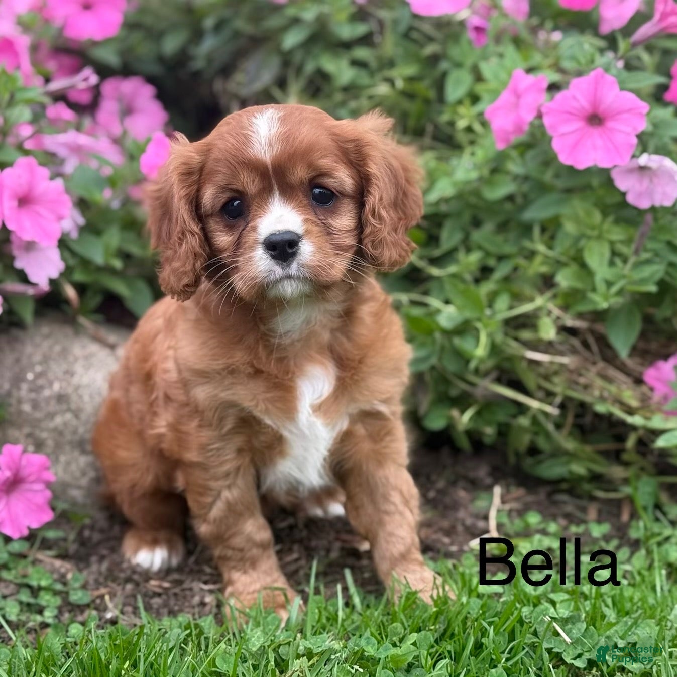 Cavalier King Charles Spaniel dogs Bella - Ad 1