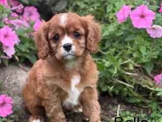 Cavalier King Charles Spaniel dogs Bella - Ad 1