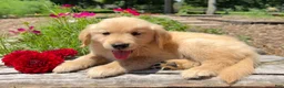 Golden Retriever dogs for sale: Max - Ad 5
