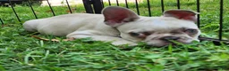 French Bulldog dogs for sale: Mello - Ad 7
