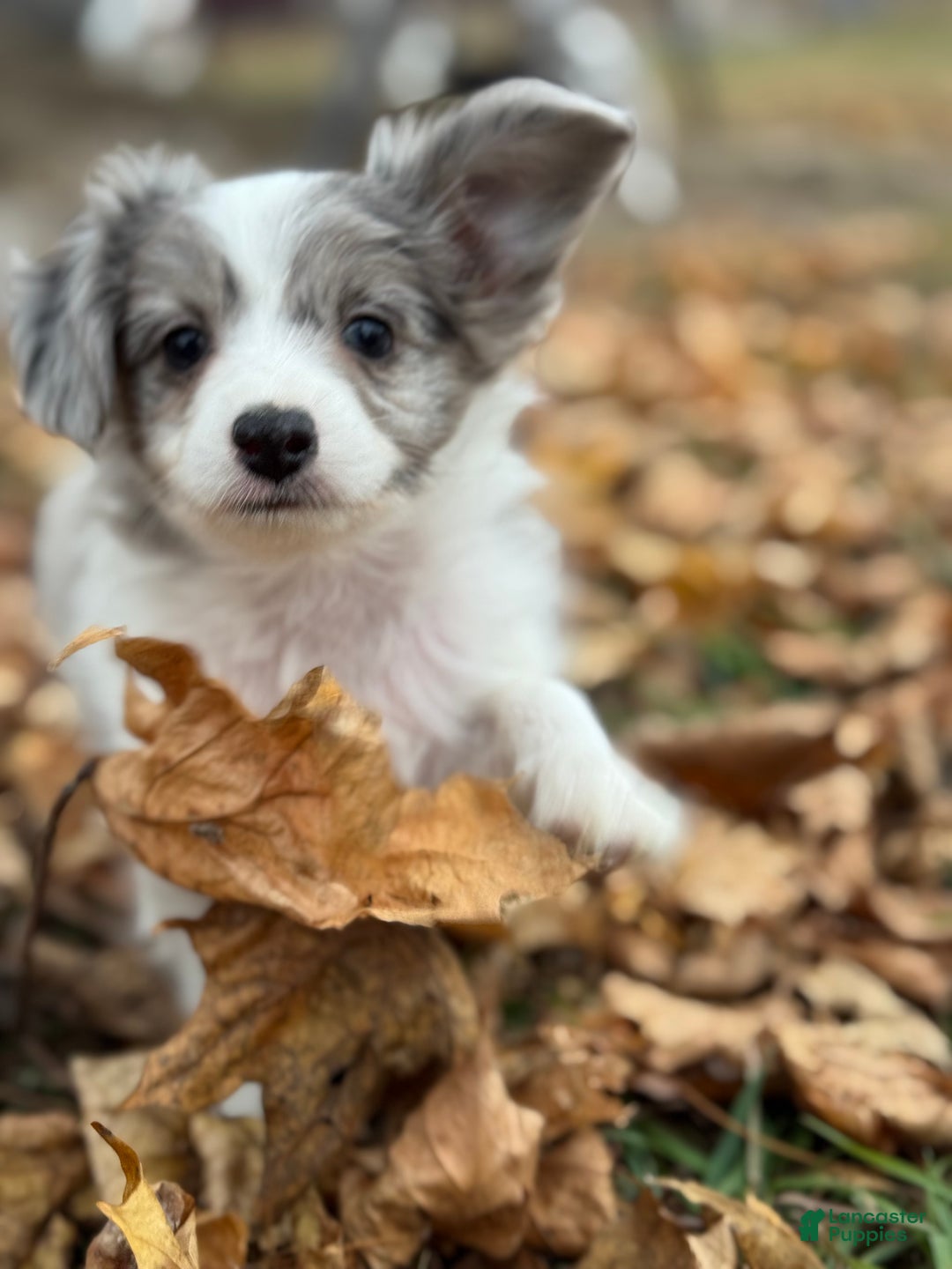 Mixed Breed dogs for sale: Slate - Ad 8