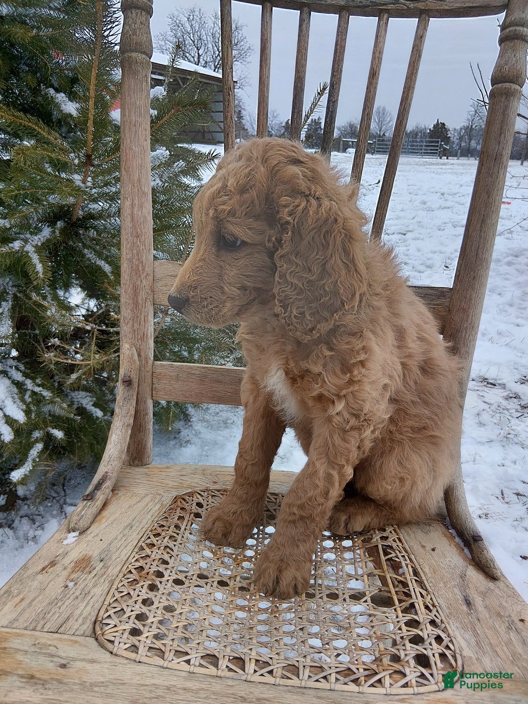 Irish Doodle dogs for sale: F1B Max - Ad 2