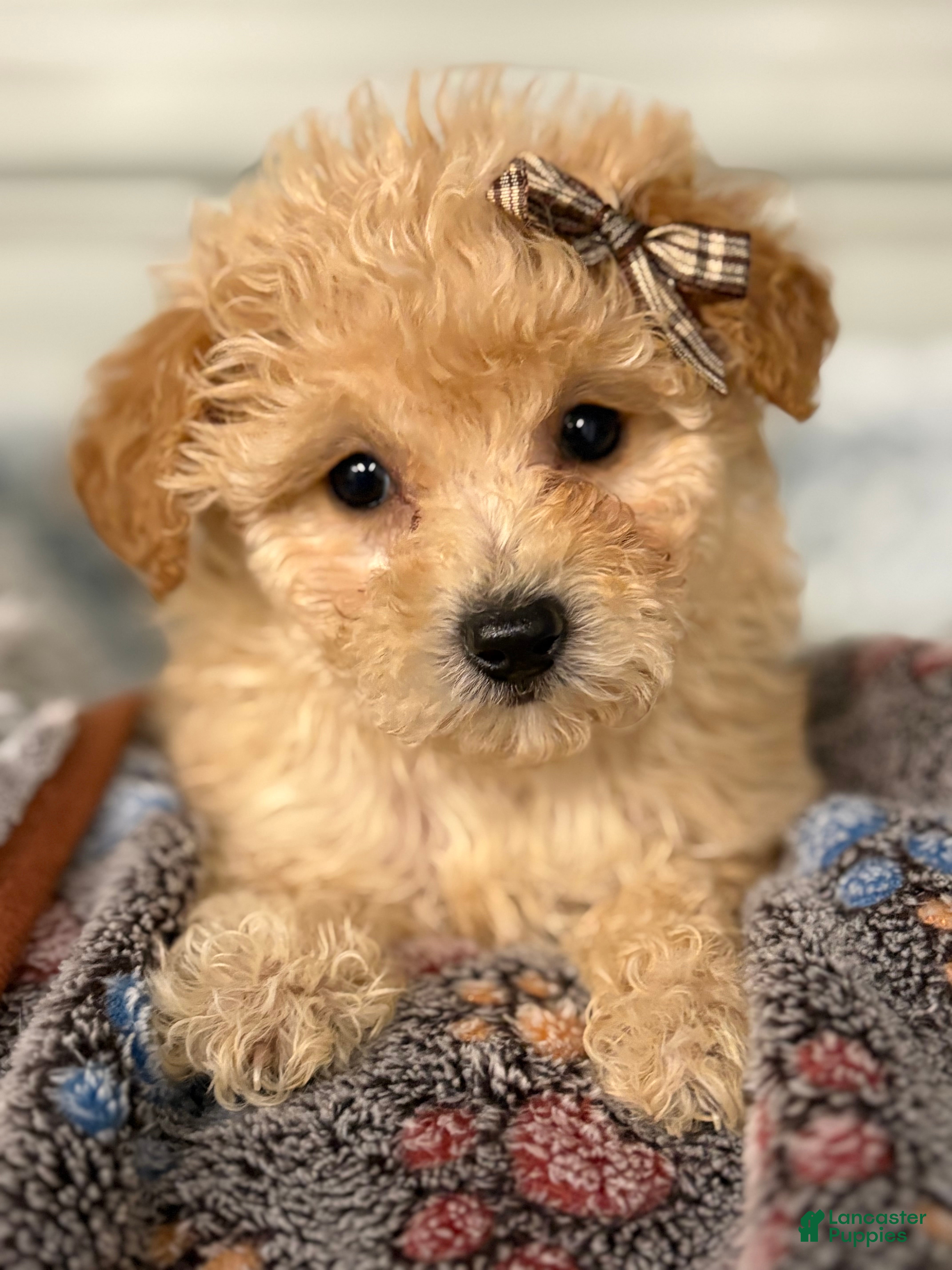 Bichpoo dogs Bella - Ad 29