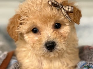 Bichpoo dogs Bella - Ad 29