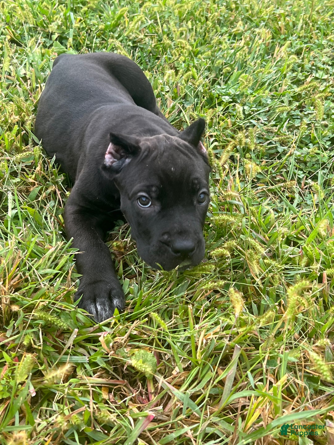 Cane Corso dogs for sale: Vanilla  - Ad 14