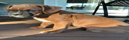Boxer dogs for sale: Ash - Ad 7