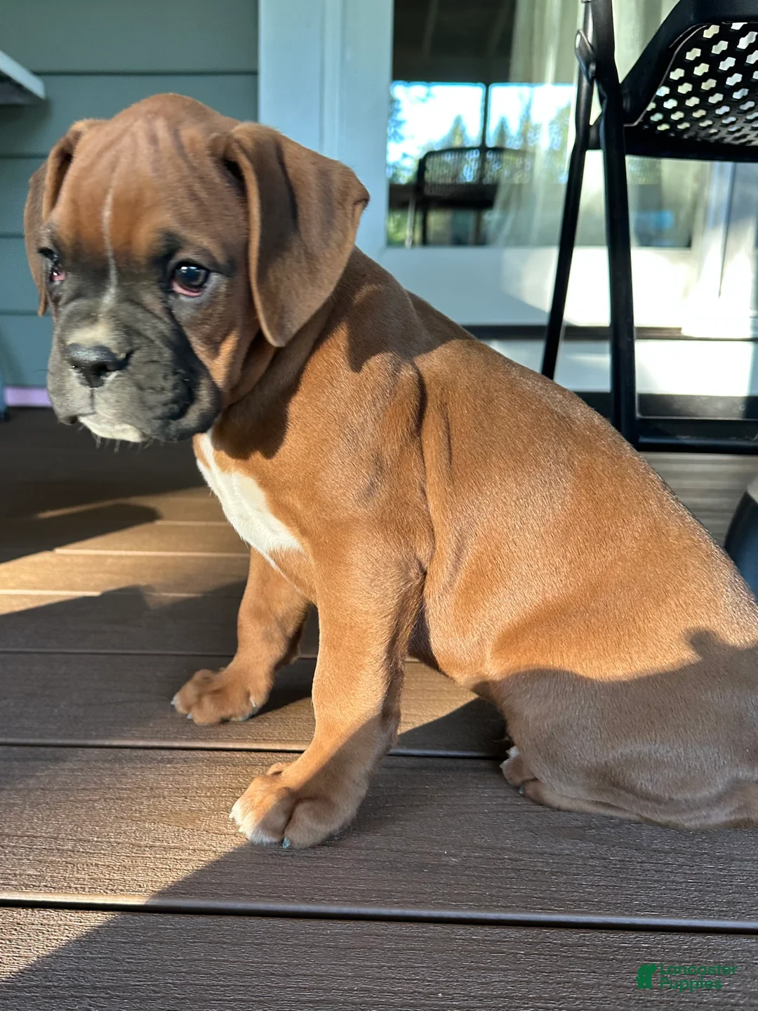 Boxer dogs for sale: Ash - Ad 7