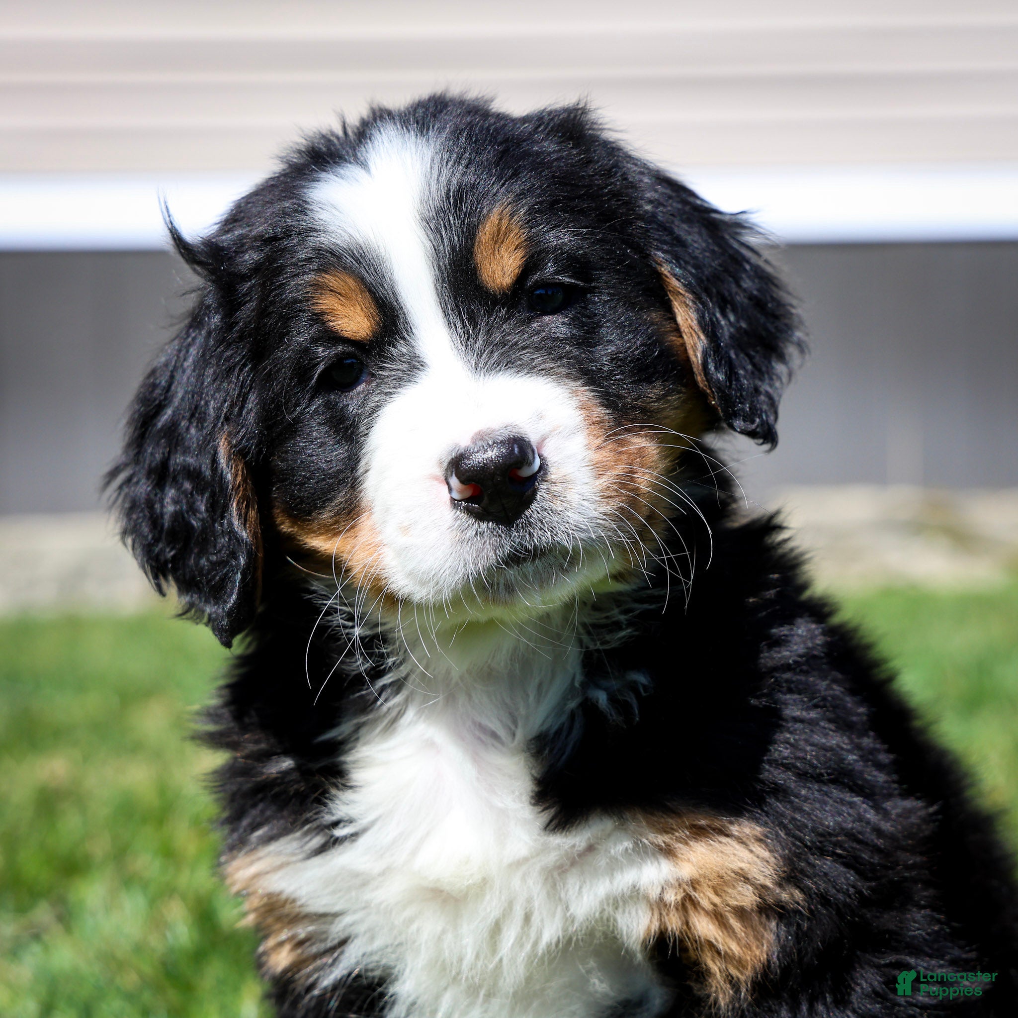 Bernese Mountain Dog dogs Rosie - Ad 1