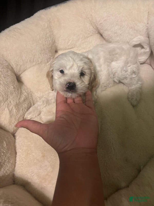 Maltipoo dogs Theo - Ad 2