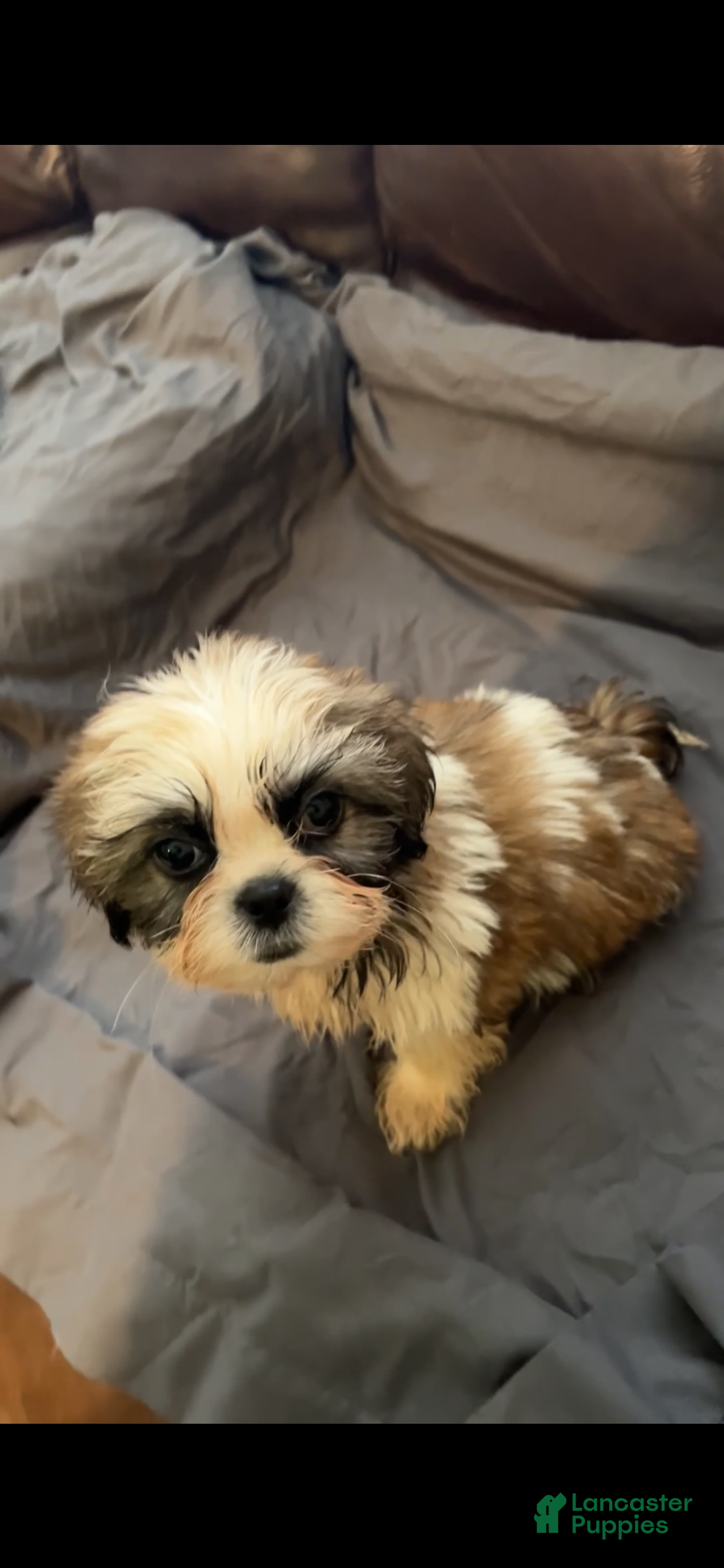 Mixed Breed dogs Romeo  - Ad 26
