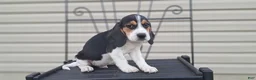 Beagle dogs for sale: DUKE - Ad 3