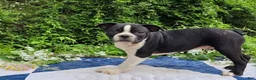 Frenchton dogs for sale: Fanta - Ad 3