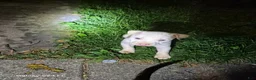 American Pit Bull Terrier dogs for sale: American Pit Bull Terrier Puppy 2 - Ad 7