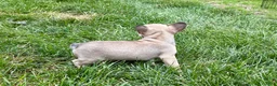 French Bulldog dogs for sale: Bruce - Ad 8