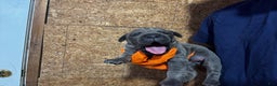 Cane Corso dogs for sale: Cane Corso Puppy 2 - Ad 1