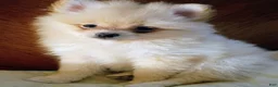 Pomeranian dogs for sale: Pomeranian 1 - Ad 2