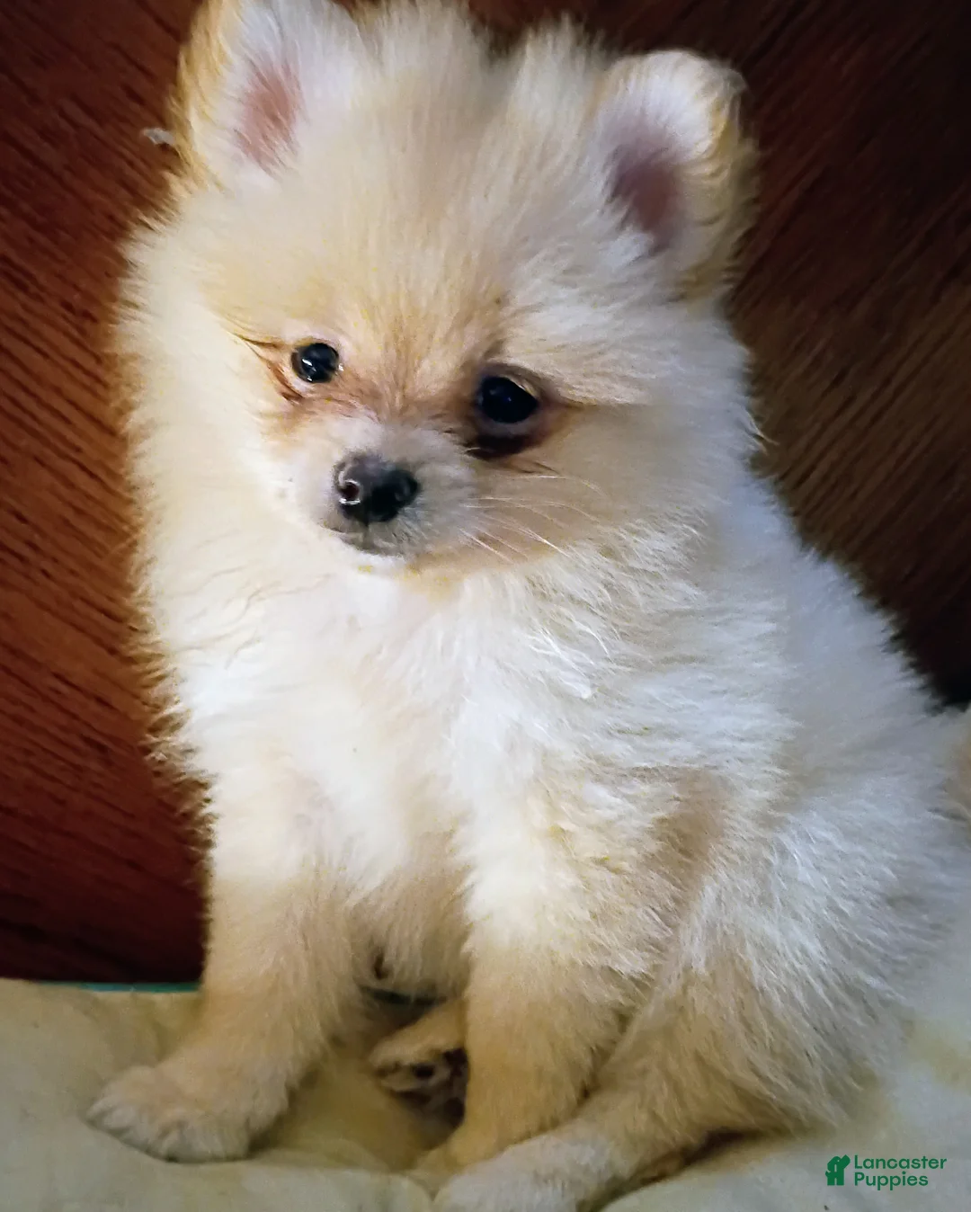Pomeranian dogs for sale: Pomeranian 1 - Ad 2