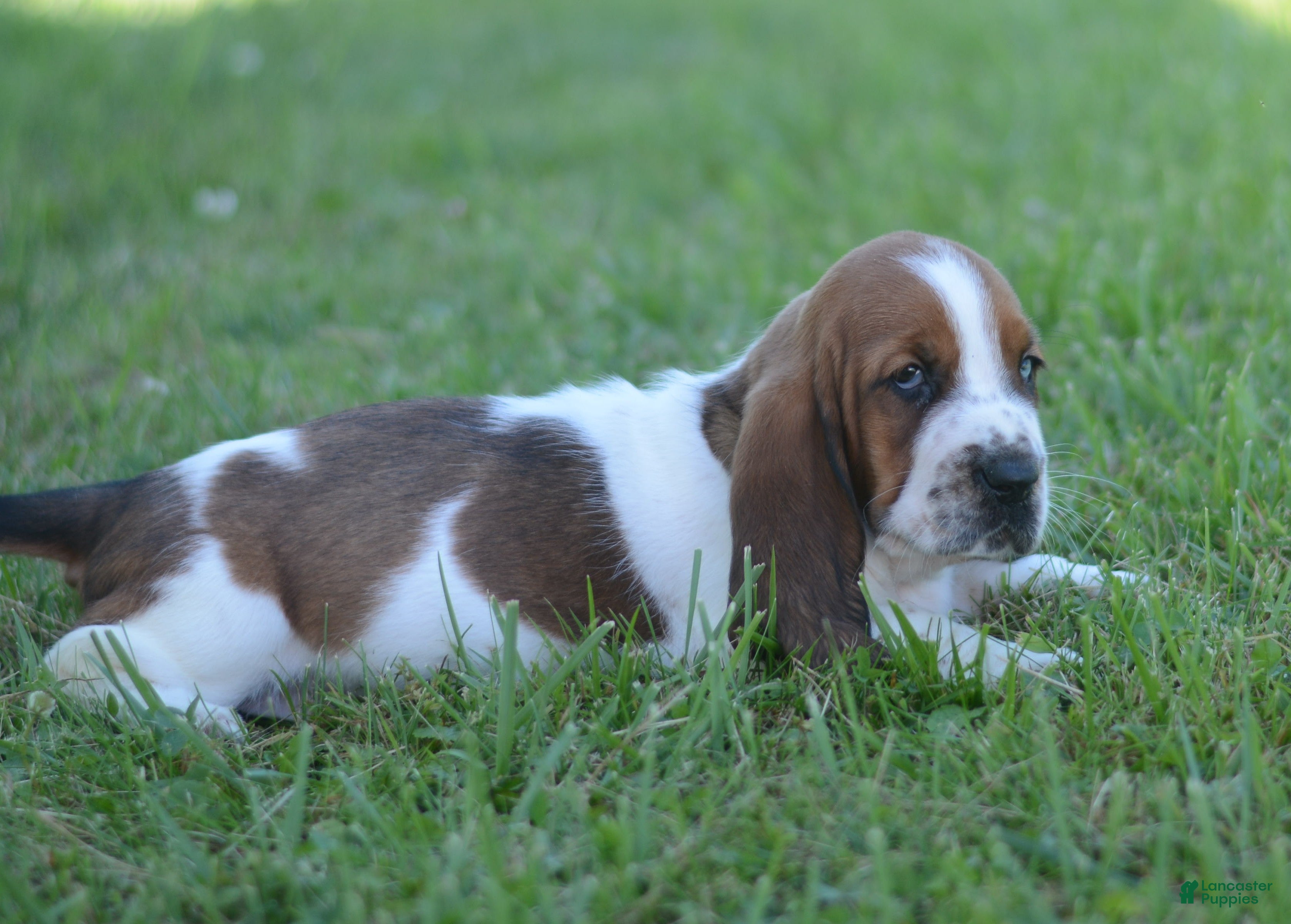 Basset Hound dogs Tammy - Ad 2