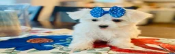 Maltese dogs for sale: Teacup Daina - Ad 6