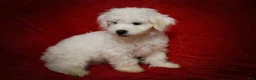 Maltese dogs for sale: Baxter 🐶 - Ad 11