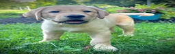 Labrador Retriever dogs for sale: Bentley - Ad 5