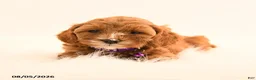 Cavapoo dogs for sale: Indie - Ad 3
