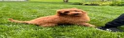Mini Goldendoodle dogs for sale: Lola - Ad 5