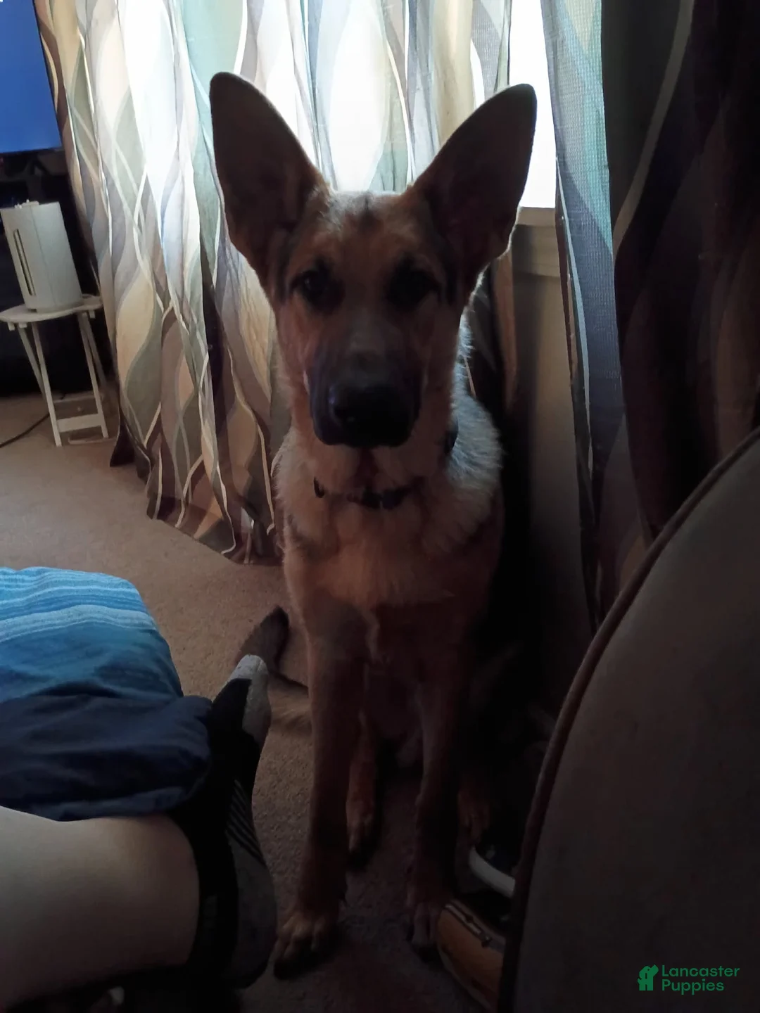 German Shepherd dogs for sale: German Shepherd 1 - Ad 2