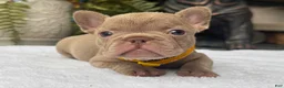 French Bulldog dogs for sale: Knox  - Ad 6